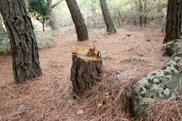 Trusted Sky Valley, CA Tree Services Experts