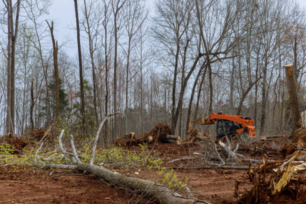 Best Storm Damage Tree Cleanup  in Sky Valley, CA