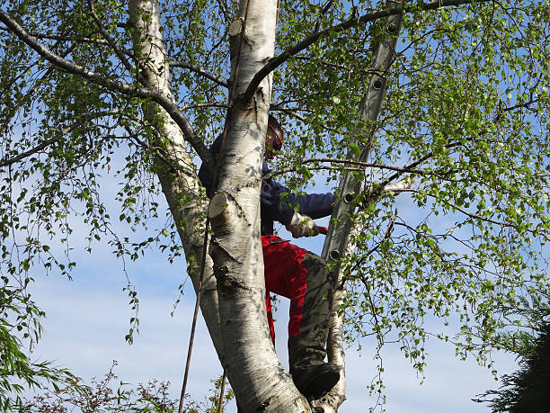 Soil Testing and Treatment in Sky Valley, CA