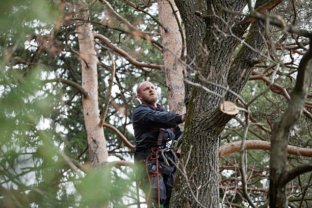 How Our Tree Care Process Works  in  Sky Valley, CA